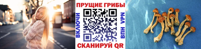 Псилоцибиновые грибы ЛСД  как найти закладки  мориарти Telegram  Кириши 